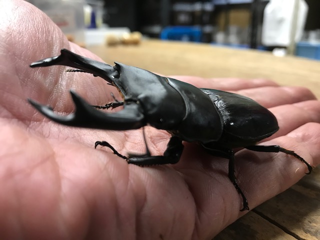 京橋の 虫屋ドットコム ヘラクレス オオクワガタ 黒ダイヤクワガタ等 Kinoko Blog