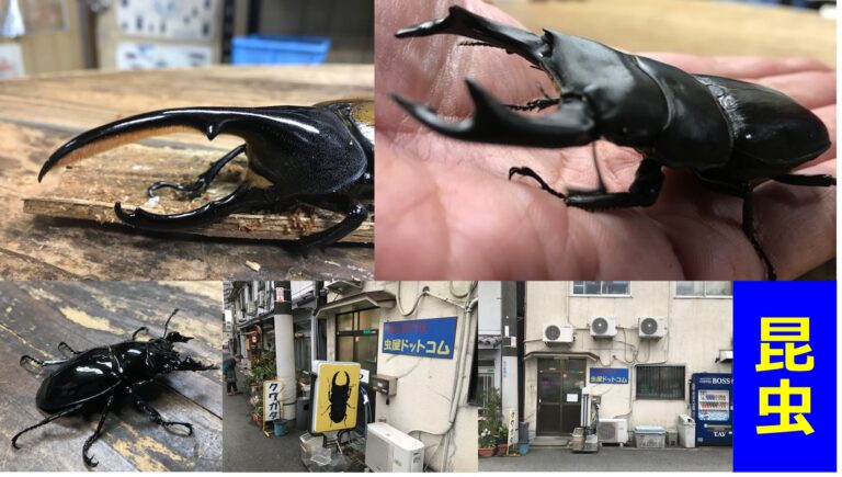 京橋の 虫屋ドットコム ヘラクレス オオクワガタ 黒ダイヤクワガタ等 Kinoko Blog